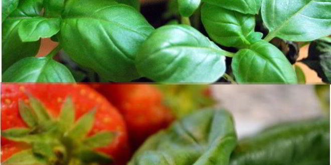 Рецепт гренков с хамоном и клубникой