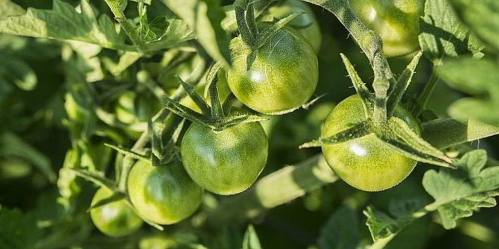 Как приготовить икру из зеленых помидор