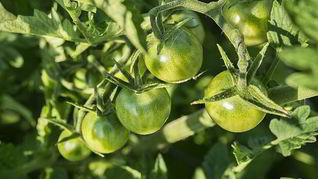 Рецепт Икры из зеленых помидор