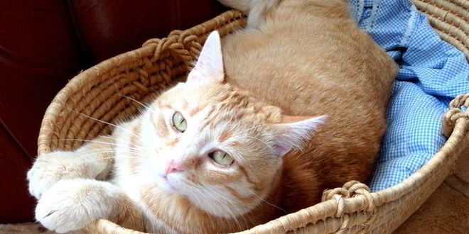 Рецепт ароматного паштета к завтраку