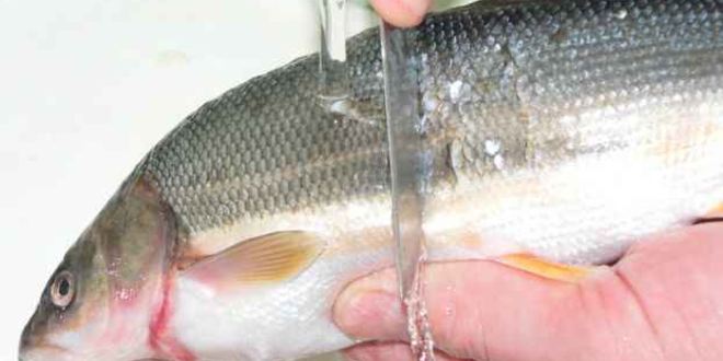 Рецепт рулета из красноперки с начинкой