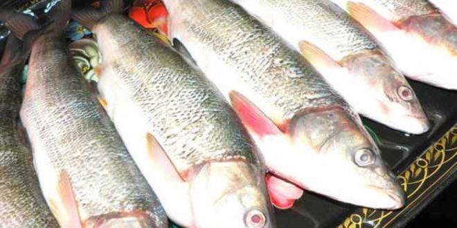 Рецепт рулета из красноперки с начинкой