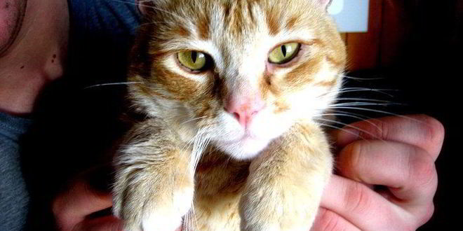 Рецепт сэндвичей котята