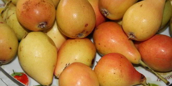 Рецепт грушевого тарта с заварным кремом и абрикосовыми косточками