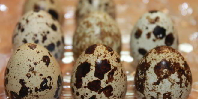 Рецепт тарта с капустой и перепелиными яйцами