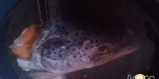 Рецепт сильно рыбного заливного