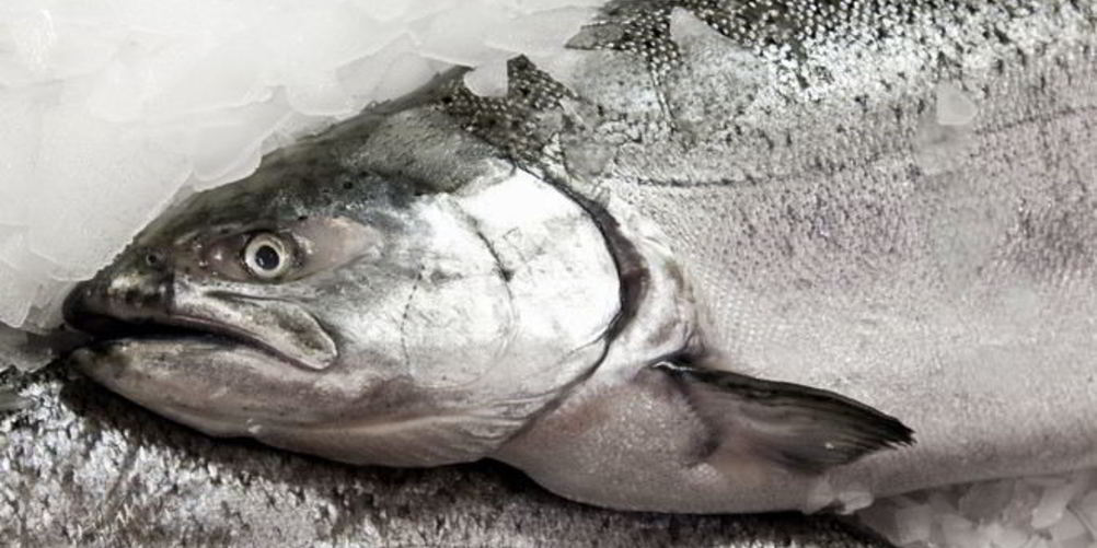 Как приготовить заливное из судака