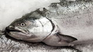 Рецепт Заливного из судака