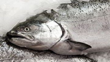 Рецепт Заливного из судака